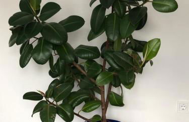 Ferienwohnung Dunja - Foto 26