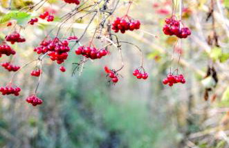 Skorzęcin Pachnie Miętą - Foto 62
