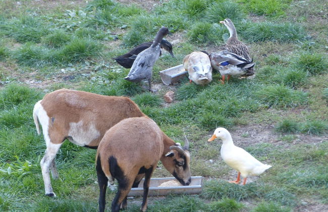 Apartment in Schonsee Near Lake Beach - Photo 27