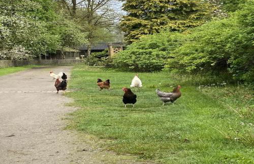 Ferienhaus mit Garten, Eschede - Foto 30