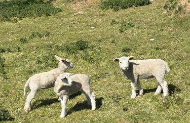 Walland Cottage Romney Retreat - Foto 6