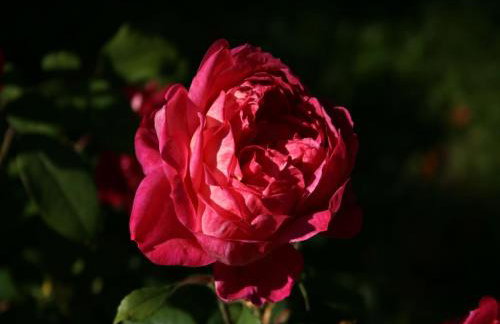 Dog-friendly Holiday Home in the Knull - Foto 67