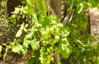 Magical VILLA CASA KOI in Sao Bras de Alportel - Foto 54