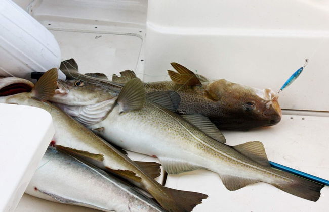 6 Person Holiday Home in Averoy-by Traum - Foto 5