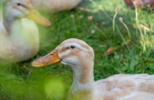 Nutley Farm - Foto 34