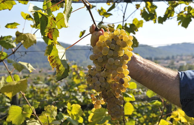 Agriturismo I Comelli - Foto 56