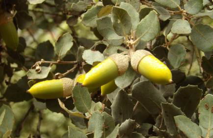 La Siesta VTAR - Foto 26