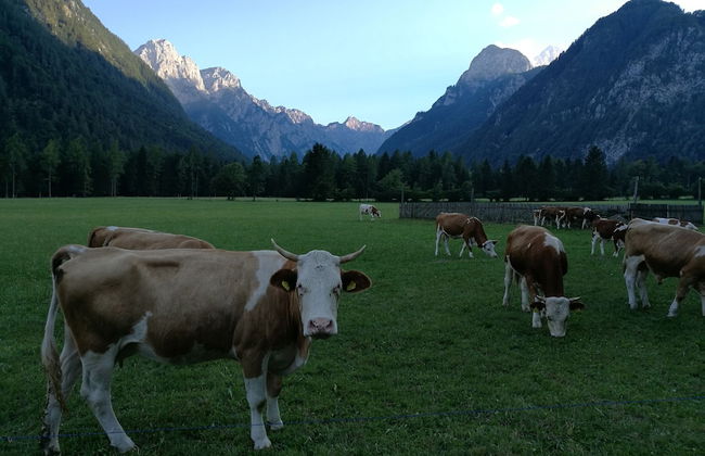 Apartment at the Farm Psnak - Foto 9