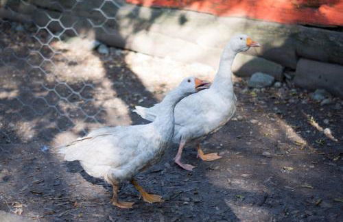 Colleincanto Appartamento Torretta - Foto 24