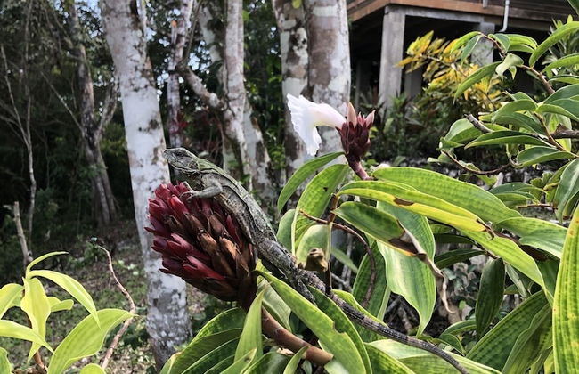 Santa Cruz Cabins - Foto 35