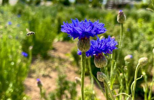Monte de Palma- Quinta Biodinâmica Momentos Únicos - Foto 29