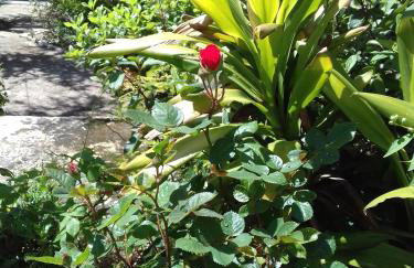 Comfortable garden Apt near Vouliagmeni beach - Photo 14