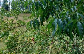 Kuća za odmor ,Erdelj 21 B - Foto 54