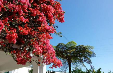 Quinta das Bolas - Photo 62