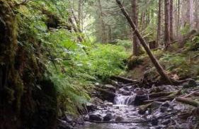 Charming A-Frame Cabin Rental on Prince of Wales Island in Hollis, Alaska - Foto 32