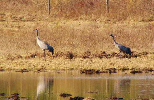 Wiejski Dom - Foto 16