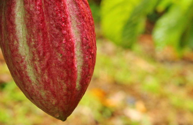 Tour del cioccolato a Guápiles - Foto 7