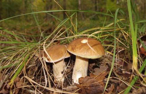 Brzozowa Chatka - Dom nad Jeziorem - Wellness & Ceragem - Foto 33