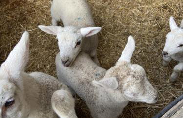 The Chaff House - farm stay apartment set within 135 acres - Foto 37