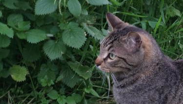 Agriturismo Podere Zollaio - Foto 5