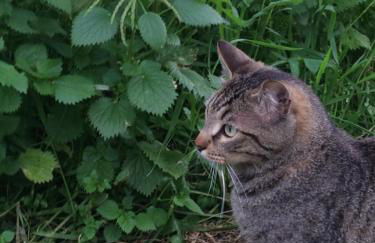 Agriturismo Podere Zollaio - Foto 5