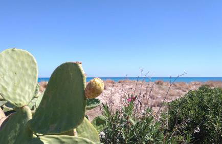 360 Panorama House - Gazing at Horizon and the Stars of the Galaxy in the night - Fresh Cool breeze most of the time - just 7 min from the beach - Foto 47