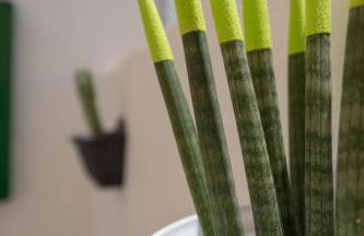 Casa Cactus - Foto 7