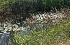 Entrada Río Lobos - Photo 55