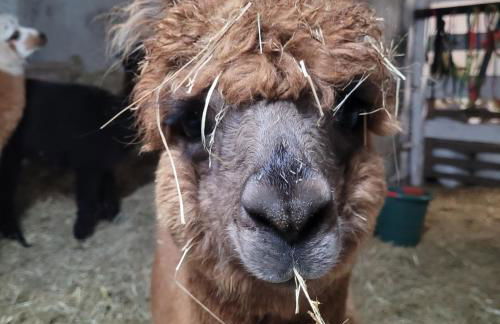 Märchenhaft urlauben auf dem Alpakahof - Foto 43