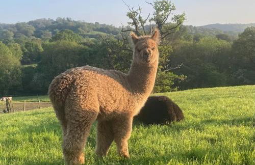 Wellinghill Cottage - Foto 32