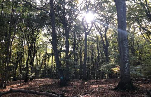 Ferienwohnung "Möwe" im Ferien-Resort Rügen - Foto 34