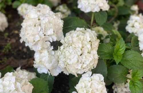 Historisch Pand - Foto 15