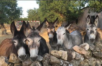 El Rincón de Pirón - Foto 39