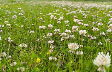 Domki Zaczarowana Łąka Borach Tucholskich - Foto 7