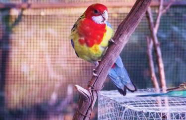 La roulotte rose rouge - Foto 14