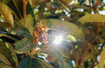 Casa Cauma Apartamento - Foto 16