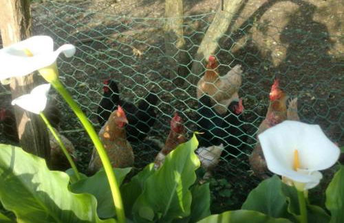 Casa completa - Photo 23