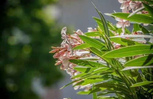 Magnifique appartement entre lac et montagne - Foto 12