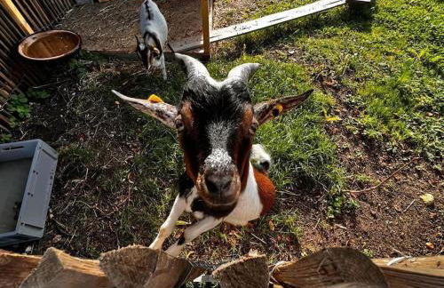 Welschwood Holiday Retreat with Sauna - Foto 29