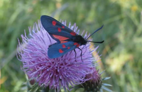 Studio au cœur de Valberg à proximité des pistes - Foto 42