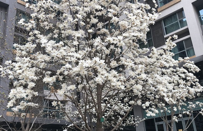 BEIJING SEASONS PARK APARTMENT - Foto 44