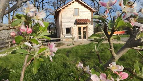 Au chant des oiseaux - rouge gorge - Foto 1