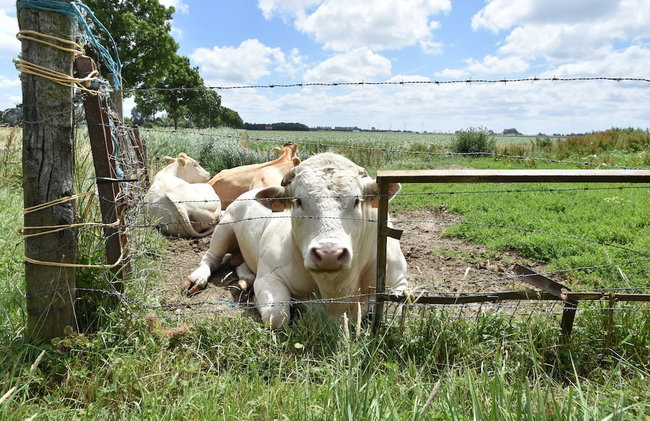 Villa in Bruinisse Near Grevelingenmeer - Foto 30