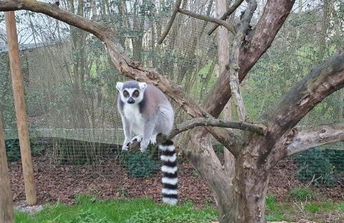 Appartement Royale - Foto 28