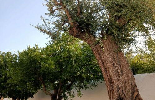 A Casa do Barqueiro- Alentejo - Foto 32