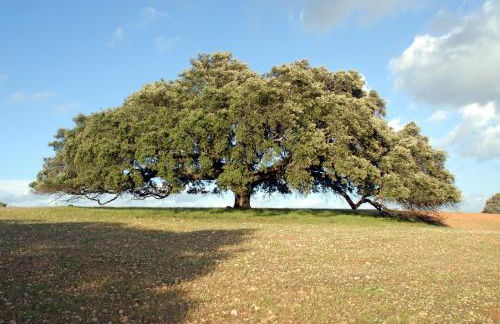 Casa da Aldeia - Foto 37