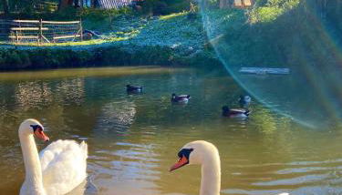 Vale da Silva Villas - Quinta - Foto 4