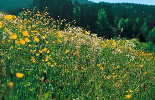 Landhaus Sackmann - Foto 33