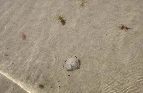 Sea and Mountain view Sunbeach Holiday Snowdonia - Photo 79