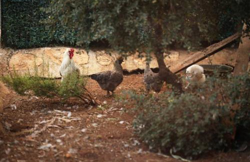 Casa Rural en Bodega. La posada de Vitis - Foto 23